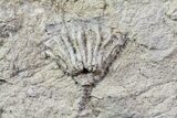 Four Species of Crinoids On One Plate - Gilmore City, Iowa #69538-9